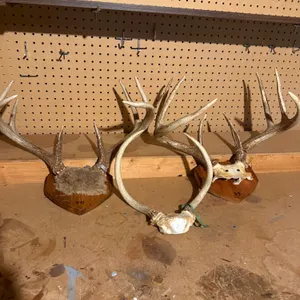 Wall Mount Deer Antlers Lot