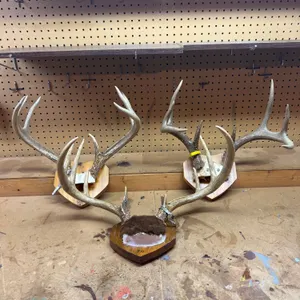 Mounted Deer Antler Plaques