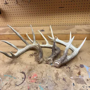 Deer Shed Antler Group