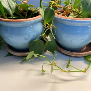Blue Ceramic Plant Pots with Saucers