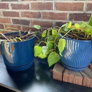 Two Blue Ceramic Planters With Plants