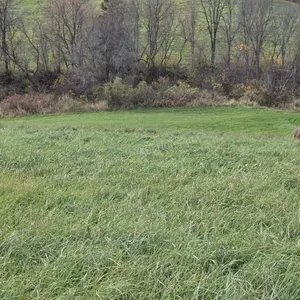 Alfalfa, grass mix 4x5 hay