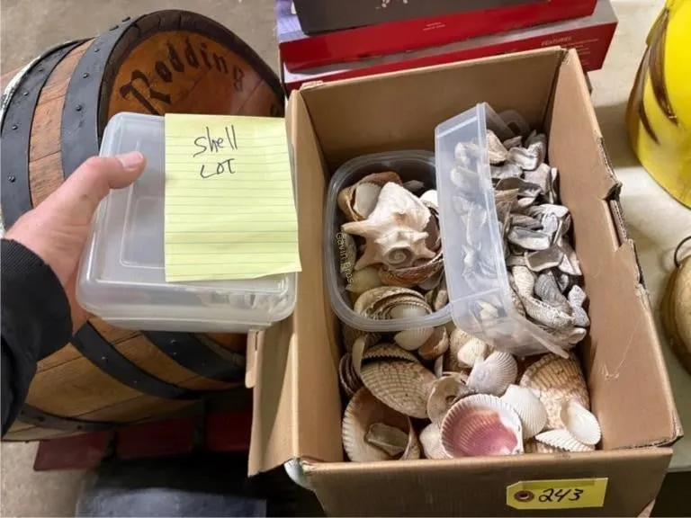 Large lot of seashells